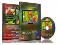 DVD Sensoriel Oiseaux Ludesign