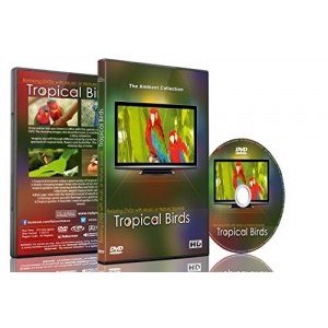 dvd-sensoriel-oiseaux-tropicaux-musique-son-nature-jeux-geronto-jeux-gerontologie-jeu-personnes-agees-alzheimer-ludesign-dvd003